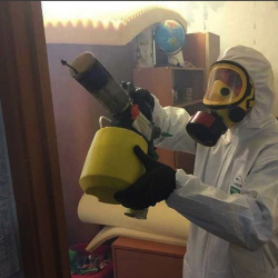 Уничтожение клопов в квартире. Гатчина